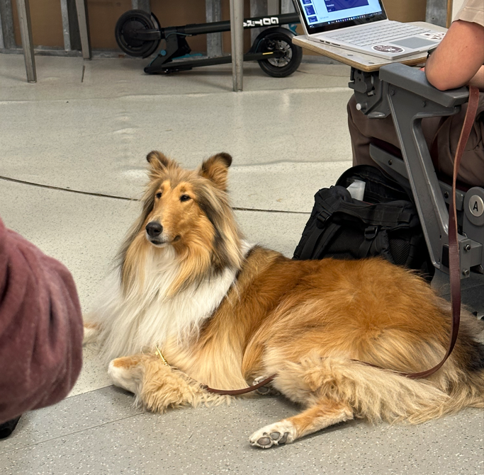 Reveille X goes viral with bark that dismisses class