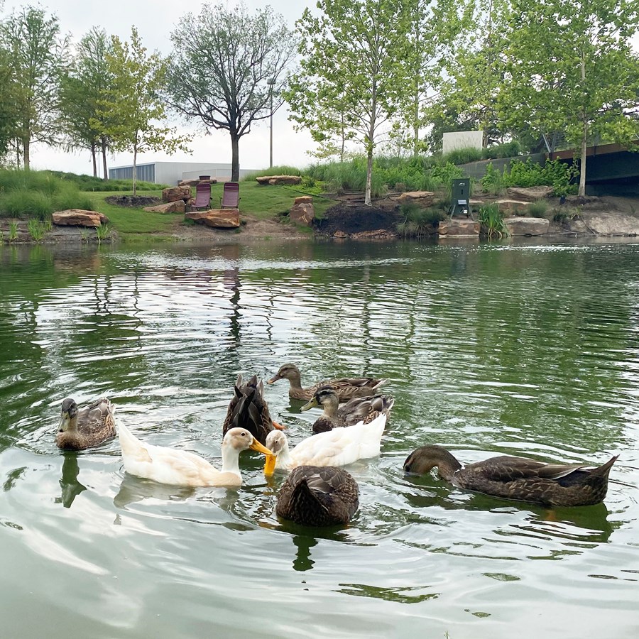 Eight ducks have formed an Aggie Park flock